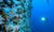 Dive Fiji - Paradise Taveuni 11-20 August 2024