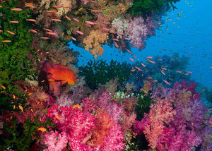 Dive Fiji - New Year 23 - 24