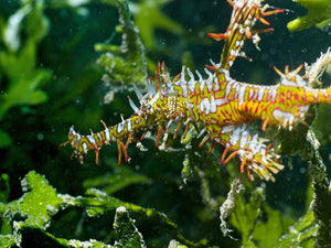 Dive Fiji - Volivoli November 2025