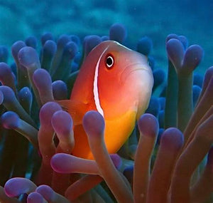 Dive Fiji - Volivoli November 2025