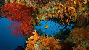 Dive Fiji - Volivoli November 2025