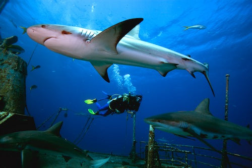 Shark Diver